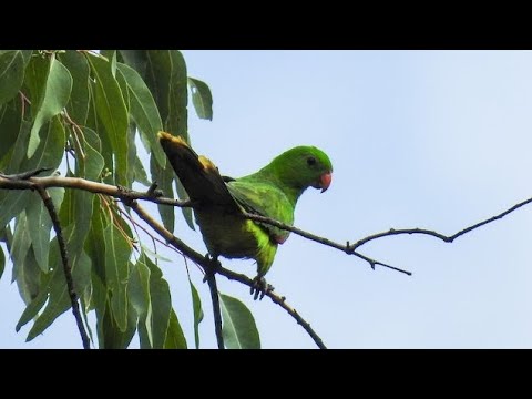 Nuri raja kembang, Paruh bengkok besar, hijau, berekor panjang, dengan ...