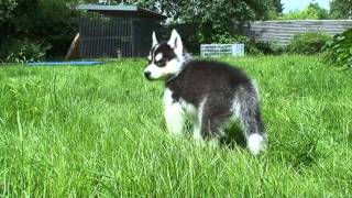 Siberian Husky Puppies / Щенки Хаски 17 Apr 2013 pt.3