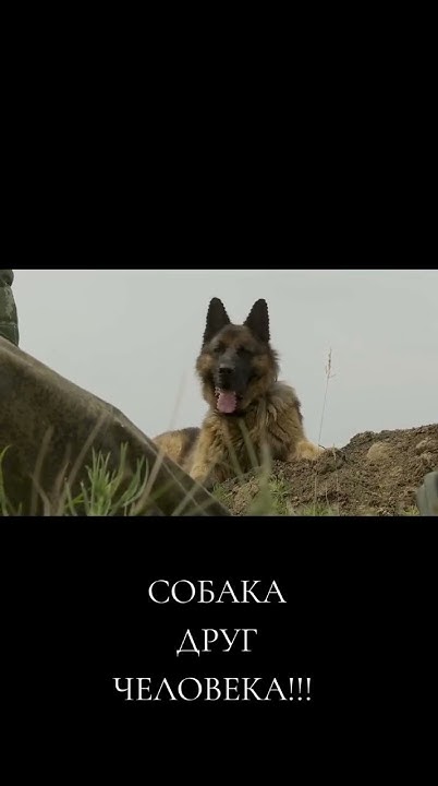 собака друг человека - YouTube