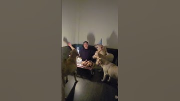 Chú chó Cà Rốt hát chúc mừng sinh nhật bố Cải 😅 #cucaikimchi #yeuchomeo #funnydogs