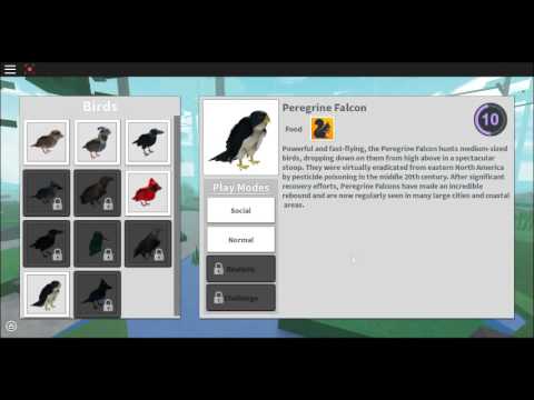 Bird Simulator Roblox