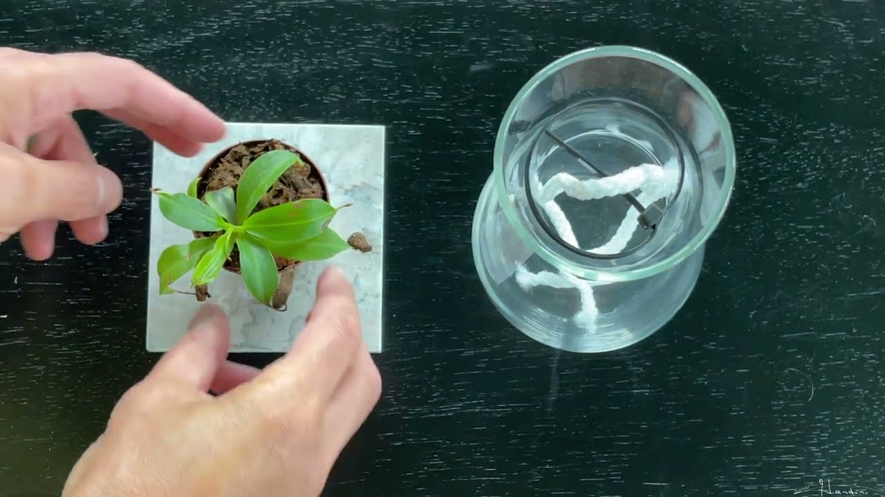 maxresdefault.jpg?sqp=-