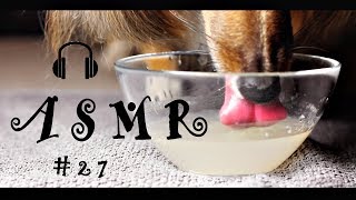 ASMR #27 Dog Drinking Sounds Coconut Oil and Bone Broth (Shetland Sheepdog)