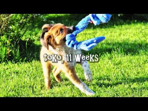Toko, 11 weeks
