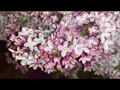 Video: Mga Lila At Lilac Peonies (23 Na Mga Larawan): Paglalarawan Ng Mga Peonies Na 