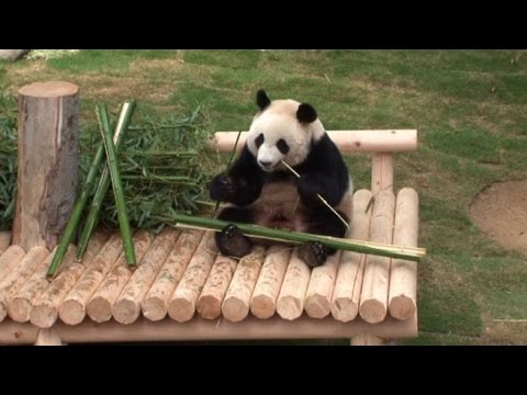 Video: Il Gigantesco Parco Cinese Di Panda è Enorme