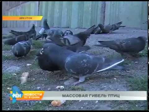 Голуби массово погибают в одном из районов Иркутска