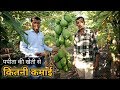 पपीता की खेती से कितनी कमाई | How much profit can get in Papaya Farming