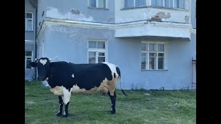 Первое знакомство с Соловецкой деревней без экскурсий