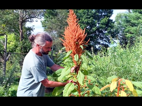 Amaranth - Harvesting and Winnowing Grain