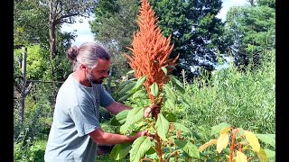 Amaranth  Harvesting and Winnowing Grain