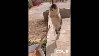 Lighter than air #cat  #cute #funny #pets