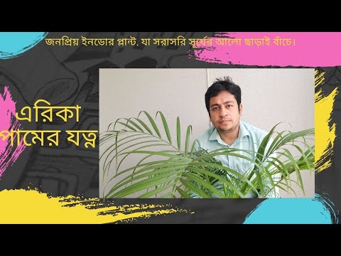 ভিডিও: মাদাগাস্কার পাম গাছ ছাঁটাই: মাদাগাস্কার পাম গাছ ছাঁটাই করার জন্য টিপস