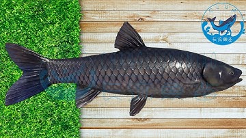Functional fish species | Black Carp 青鱼 烏頭 烏鰡 あおうお ปลาตะเพียนดำ Mylopharyngodon piceus Ikan hitam