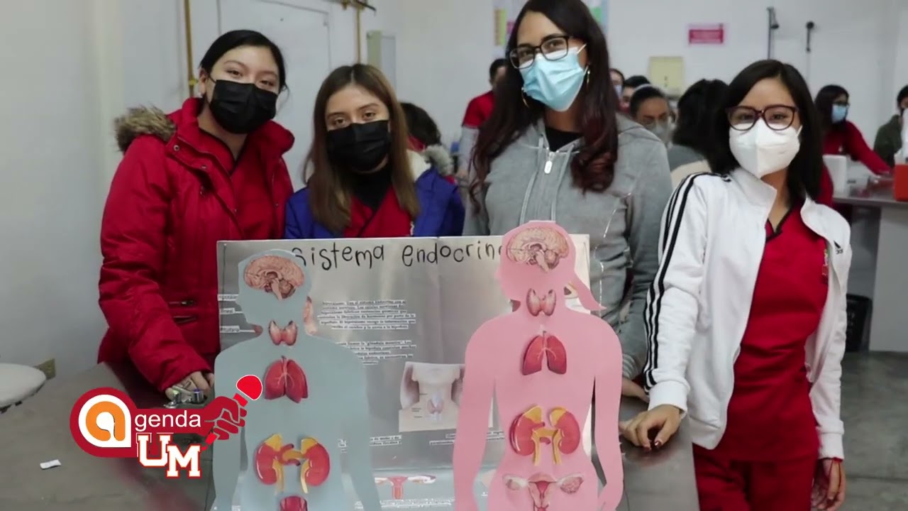 Maqueta Del Sistema Endocrino En 3d