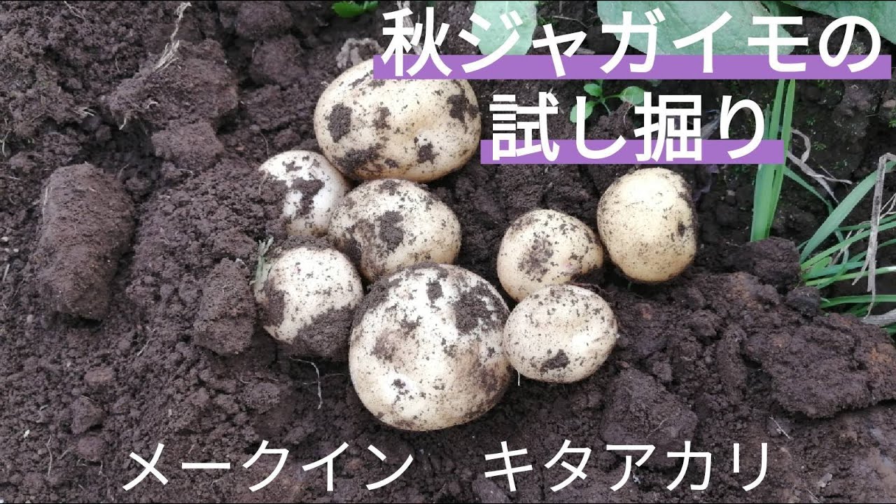 秋ジャガイモの試し掘り 夏に収穫した芋を種芋にした栽培 キタアカリ メークイン Youtube 秋ジャガイモの試し掘り 夏に収穫した芋を種芋にした栽培 キタアカリ メークイン Youtube