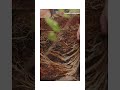 Effects of Weeding Methods on Soil Physicochemical Properties #sciencefather #soil #researchers