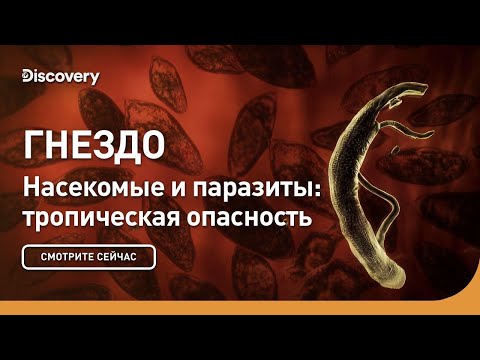 Гнездо | Насекомые и паразиты: тропическая опасность | Discovery