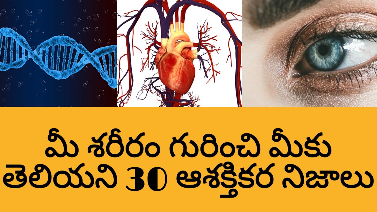Top 30 Interesting Facts About Human Body In Telugu Telugu Thalli Top 30 Interesting Facts About Human Body In Telugu Telugu Thalli