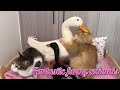 Makes you laugh the duck wants to take the cats massager for himself so funny and cute animal