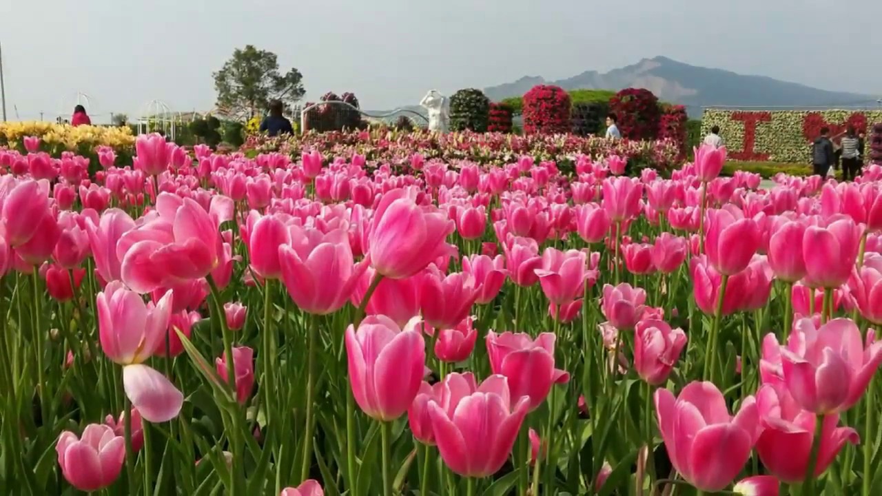 Houli Taichung Flower Farm 2018 Best Flower Site