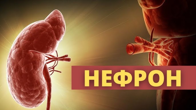 Транссексуалды эскорттар