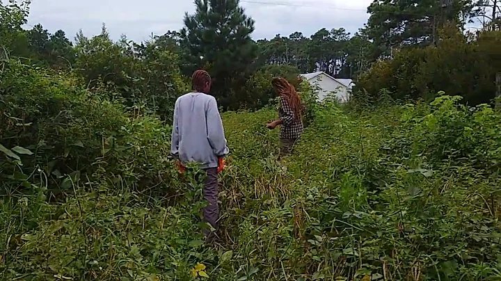 Harvesting Geechee Red Peas