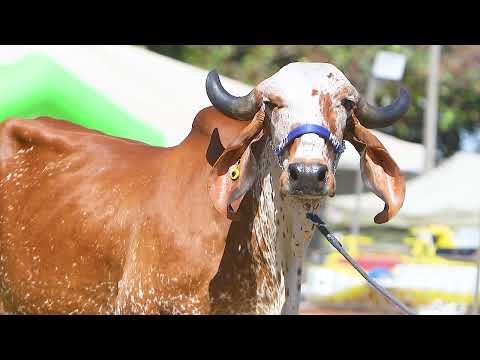 LOTE 05   URUGUAIANA FIV F MUTUM