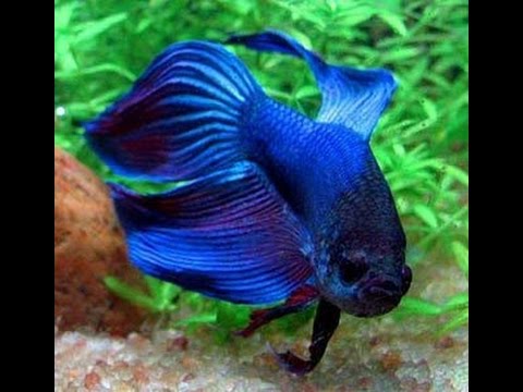 female bettas fighting