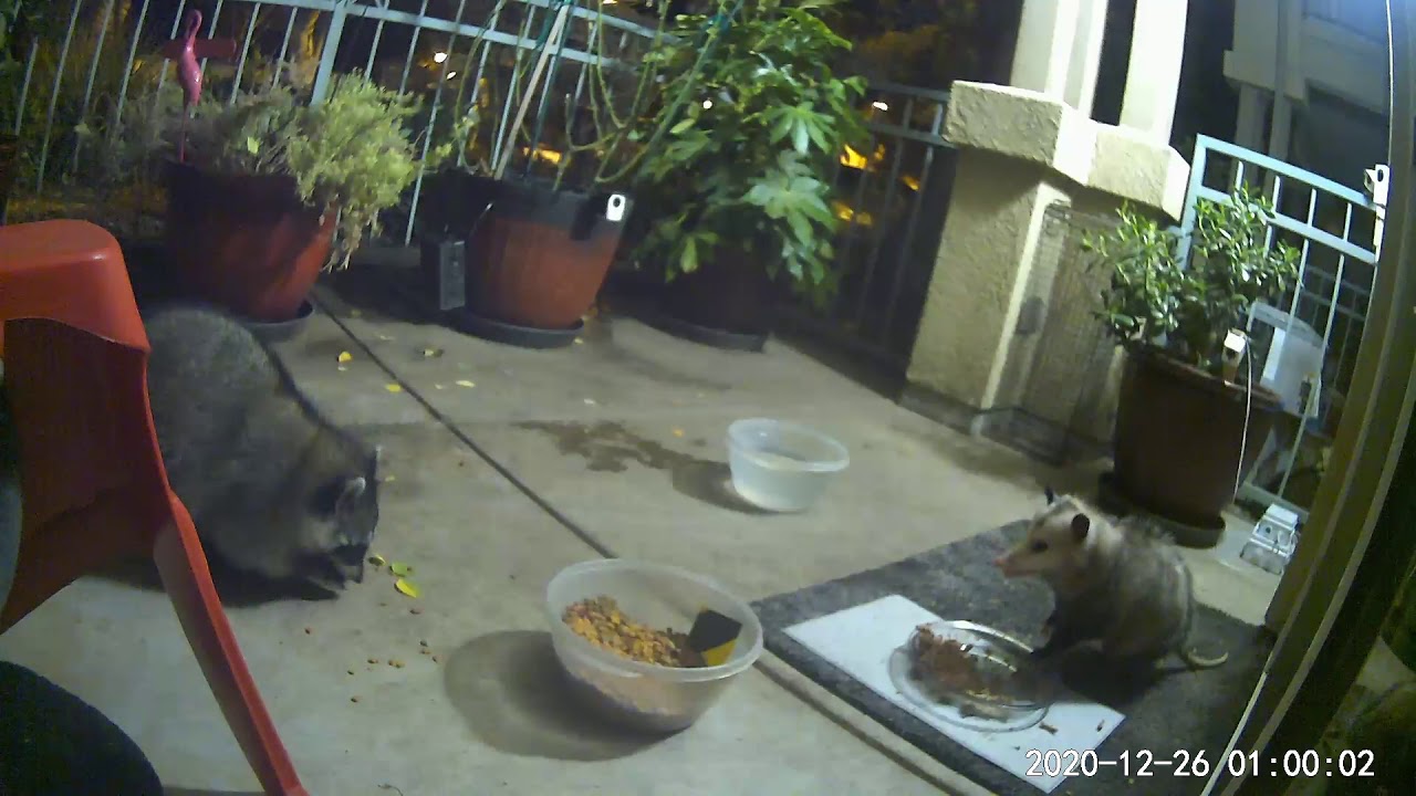 12.26.2020 Solo the raccoon and Tween the cat