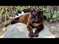デカい黒猫どんちゃんがシッポを寄り添わせて安心してハチ熟睡