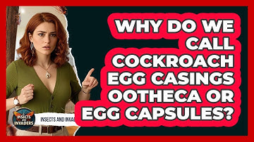 Why Do We Call Cockroach Egg Casings Ootheca Or Egg Capsules? - Insects and Invaders