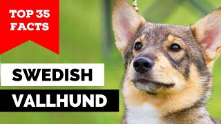 99% of Swedish Vallhund Dog Owners Don't Know This