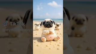 Baby Pibbles- CLEAN MY BELLY.                     #funny #pibble #funnyanimal #pug #doggielife