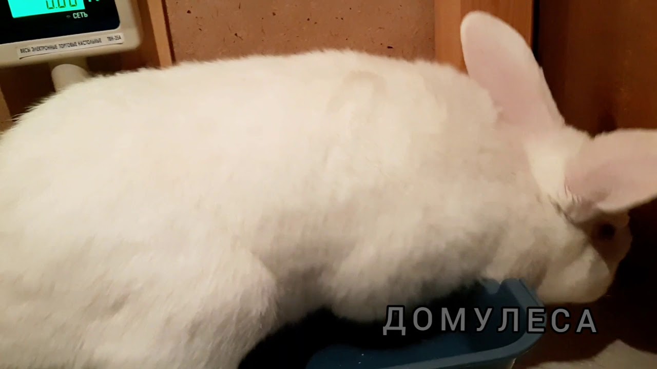 Вес Хиколя в 4.5 месяца l Важность хорошей генетики l New Zealand Rabbit 4 month Russia