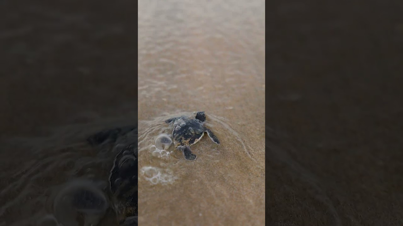 Only 1 in 1,000 sea turtles survives to adulthood