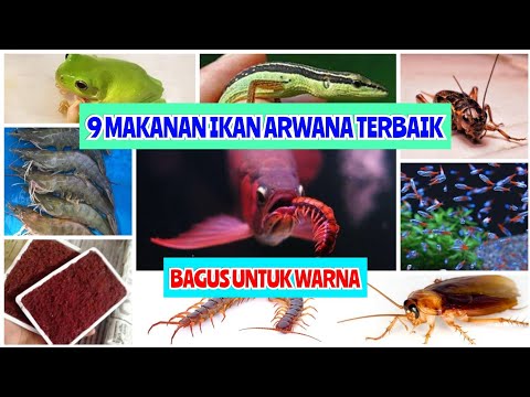 Video: Siput Aquarium: Yang Baik, Yang Buruk, Dan Yang Jelek