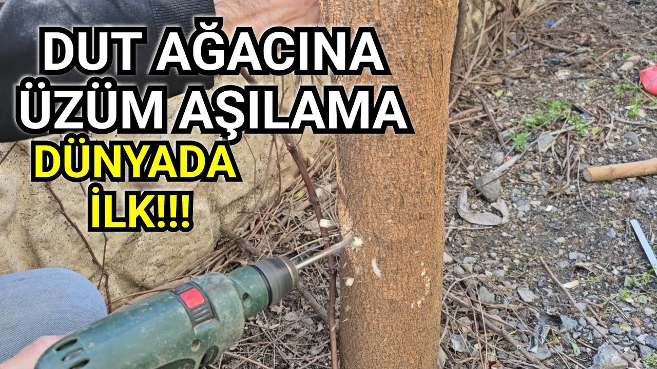 Dut Ağacına Üzüm Aşılanır mı?
