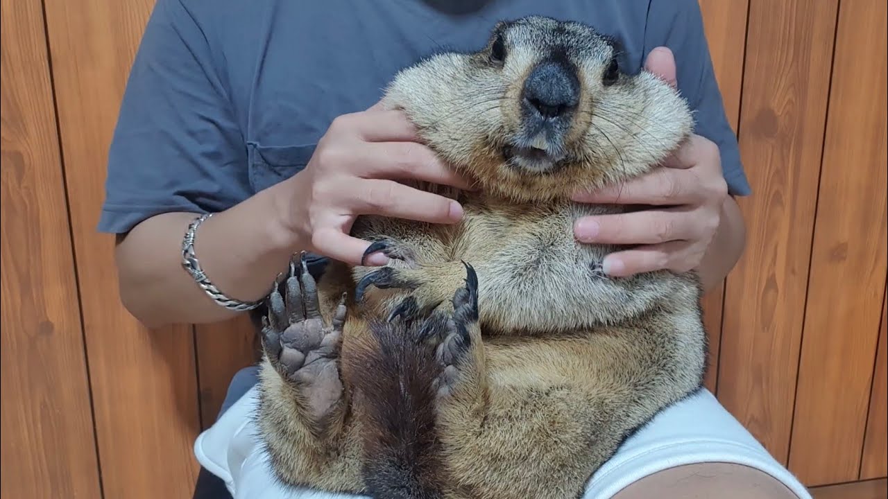 tamed marmot pets should be like this - YouTube