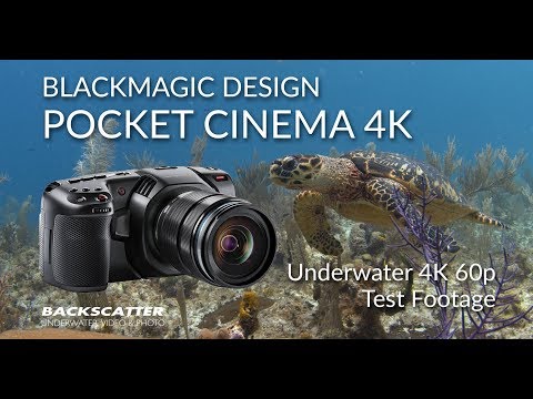 Blackmagic Design Pocket Cinema Camera 4K (BMPCC4K) | 4K 60p Underwater Test Footage