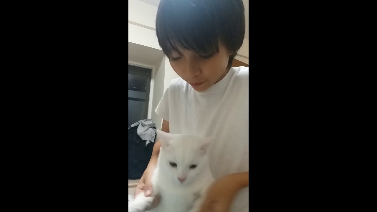 video phone lyrics CUTE KITTENS DO CHICKEN DANCE!!!!???