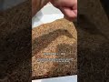 A wind-screen cleaning machine is used to clean and grade grains and seeds#seedcleaning