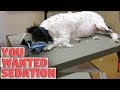 Will My Dog Wake Up After A Sedated Groom