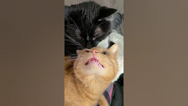 Mango and Coco