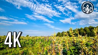 The sounds of the morning field. The singing of the Nightingale, Cuckoo, Owl and other birds.