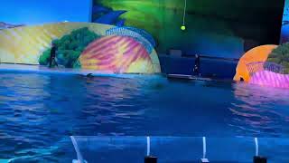 Bottlenose Dolphin Presentation Experience at the Indianapolis Zoo