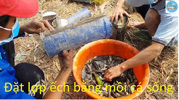 420 | Đặt lợp ếch đầu mùa lúa đông xuân | a frog