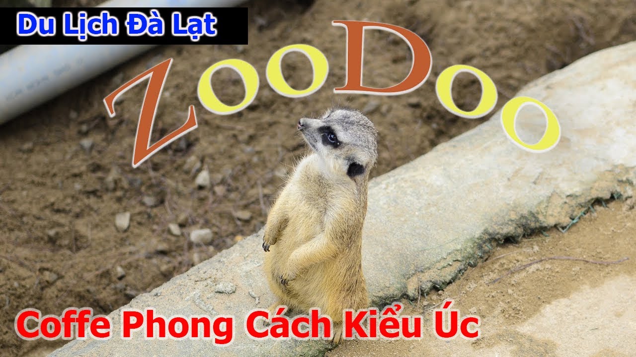zoodoo da lat Update Du Lịch Đà Lạt - Thăm Vườn Thú Zoodoo - Trải Nghiệm Quán Coffee Kết Hợp Sở Thú Phong Cách Độc Đáo !