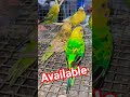 Birds Parrots cat Available Sale Price VIP Pet Shop Alinagar Mubarakpur Azamgarh #dippetsfamliy