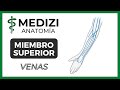 Anatomía Miembro Superior (MMSS) - Venas